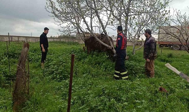 Mardin’de kuyuya düşen ineği itfaiye kurtardı