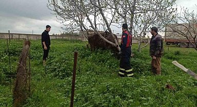 Mardin’de kuyuya düşen ineği itfaiye kurtardı