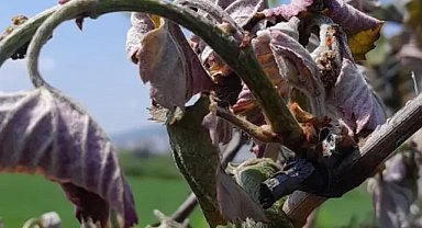 Orhangazi için zirai don uyarısı!