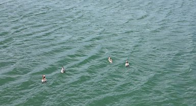 Sivas'ta görüntülendi: Hem de 8 tane birden