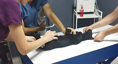 Sokak kedilerini vuran komşuya 5 ay hapis!