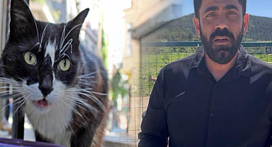 Sokak kedisini öldürmenin cezası: 5 ay hapis, o da ertelendi