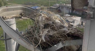 Sokak lambaları kuşlara yuva oldu