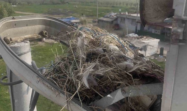 Sokak lambaları kuşlara yuva oldu