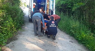 Kastamonu'da bal arısı hastanelik etti