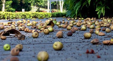 O bölgede yere düşen meyveyi alanlara 177 bin TL ceza uygulanıyor