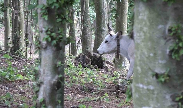 Bursa’nın ’özgür kurbanlıkları’ dağlarda büyüyor