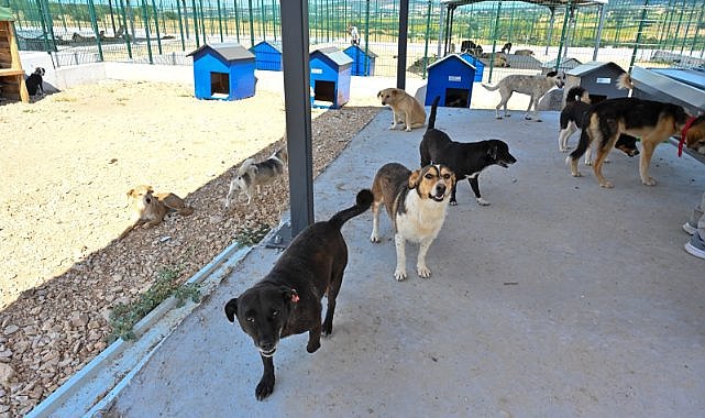 Sokak hayvanlarının artık yuvası olacak