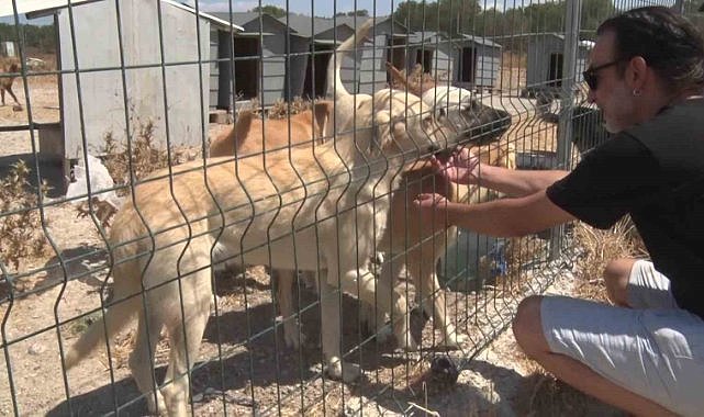 Birkaç köpekle başladı, bin 200 cana yuva oldu