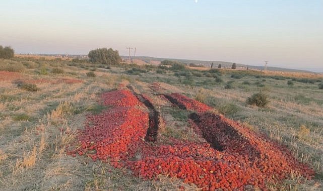 Dökülen domateslerin çürük olduğu ortaya çıktı