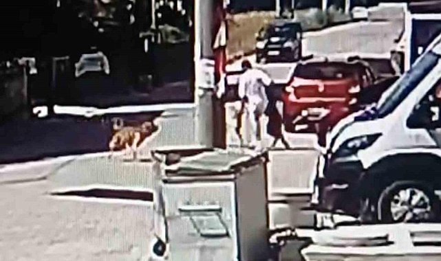 Köpeğini gezdirirken başka bir köpeğin saldırısına uğradı