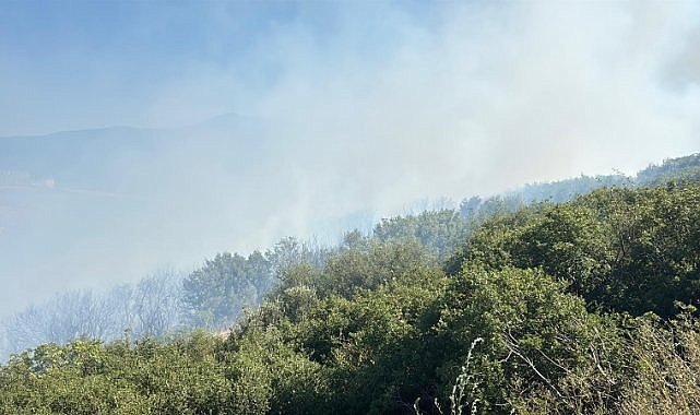 Ormanlık alanda yangın çıktı