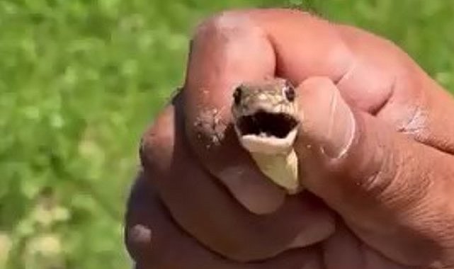 Yılanı eliyle böyle yakaladı