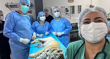 Bursa'da femur kırığı olan 3 aylık Amur kaplanı ameliyatla sağlığına kavuştu