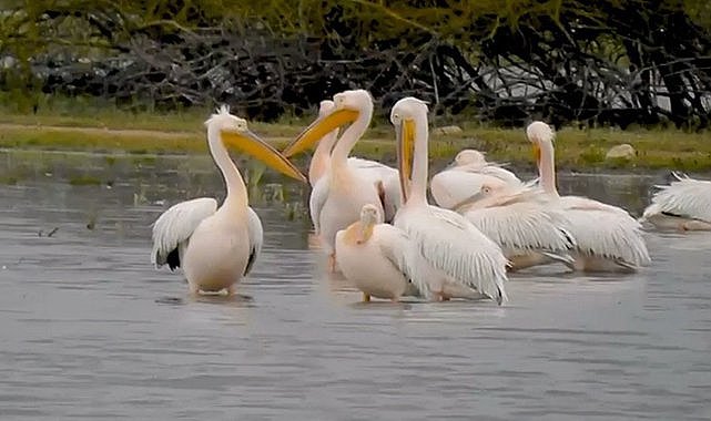 Göç eden pelikanlar Bursa'da mola verdi