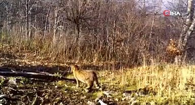 Bursa'da doğa tutkunlarını heyecanlandıran anlar: Fotokapana yansıdı...