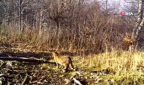Bursa'da doğa tutkunlarını heyecanlandıran anlar: Fotokapana yansıdı...