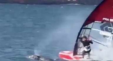 Sörf yapan kişi balina ile çarpıştı! Yapay zeka değil gerçek!