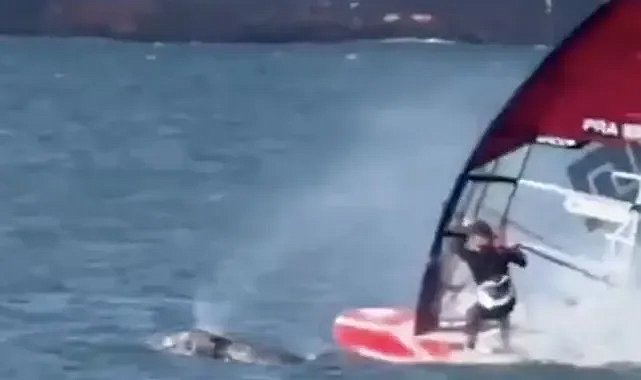 Sörf yapan kişi balina ile çarpıştı! Yapay zeka değil gerçek!